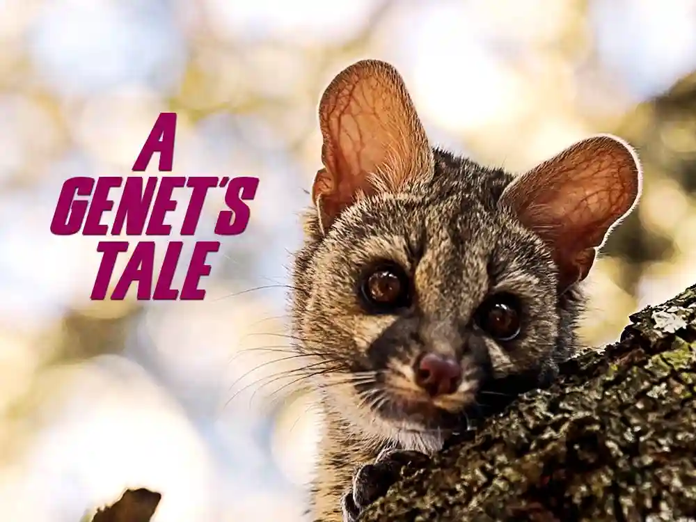 A Genet s Tale