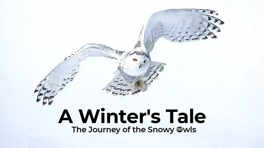 A Winter s Tale the Journey of the Snowy Owls