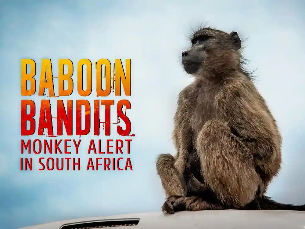 Baboon Bandits Monkey Alert in South Africa