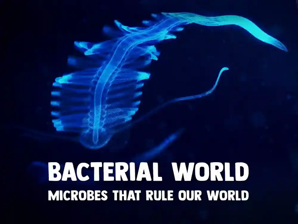 Bacterial World Microbes That Rule Our World