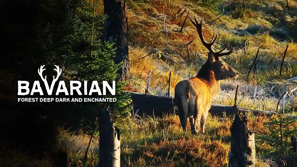 Bavarian Forest Deep Dark and Enchanted