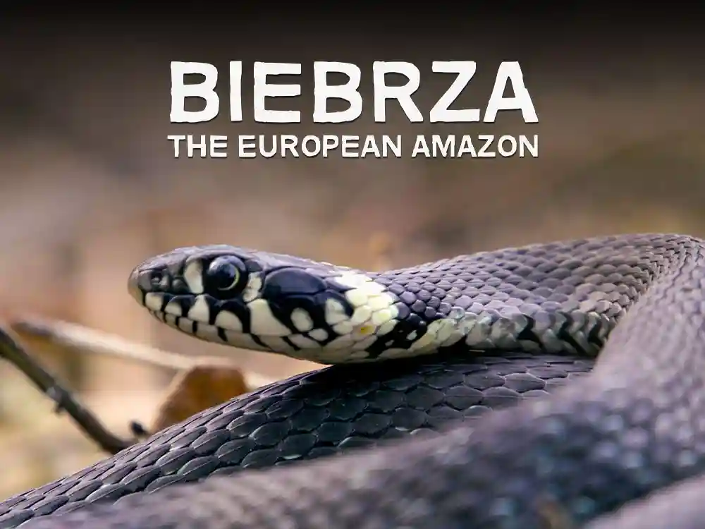 Biebrza the European Amazon