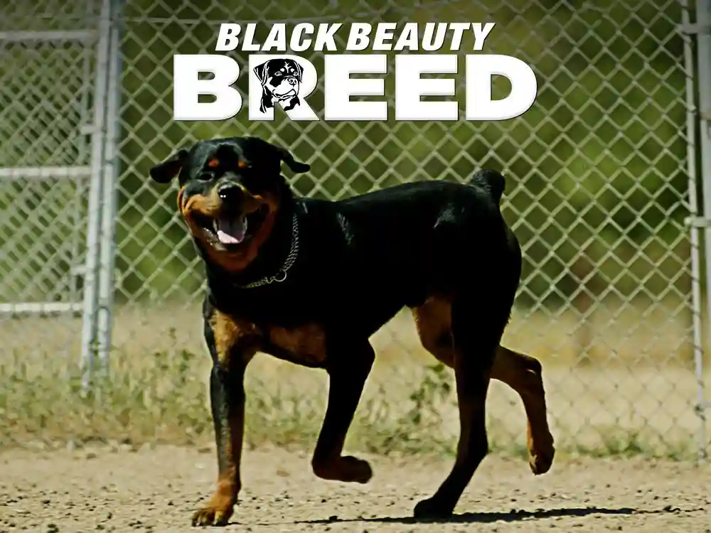 Black Beauty Breed
