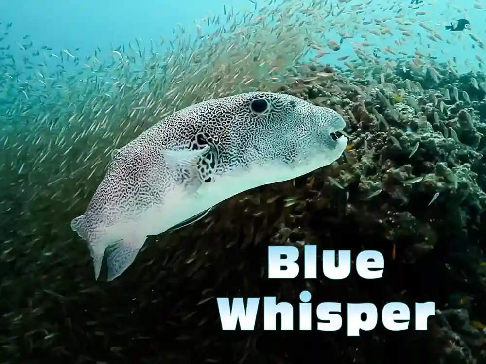 Blue Whisper